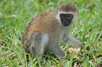 Kenya 106